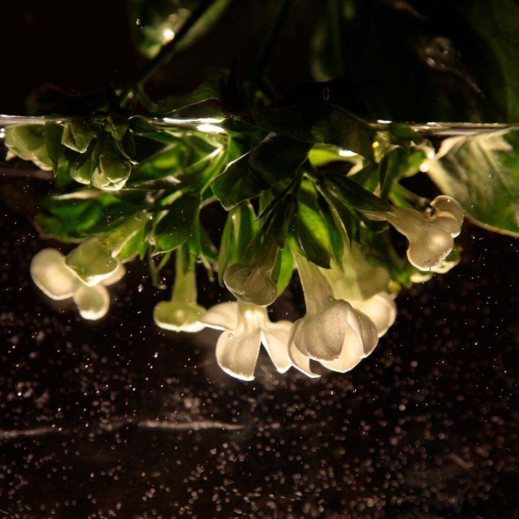 Maria Candida Gentile infusion