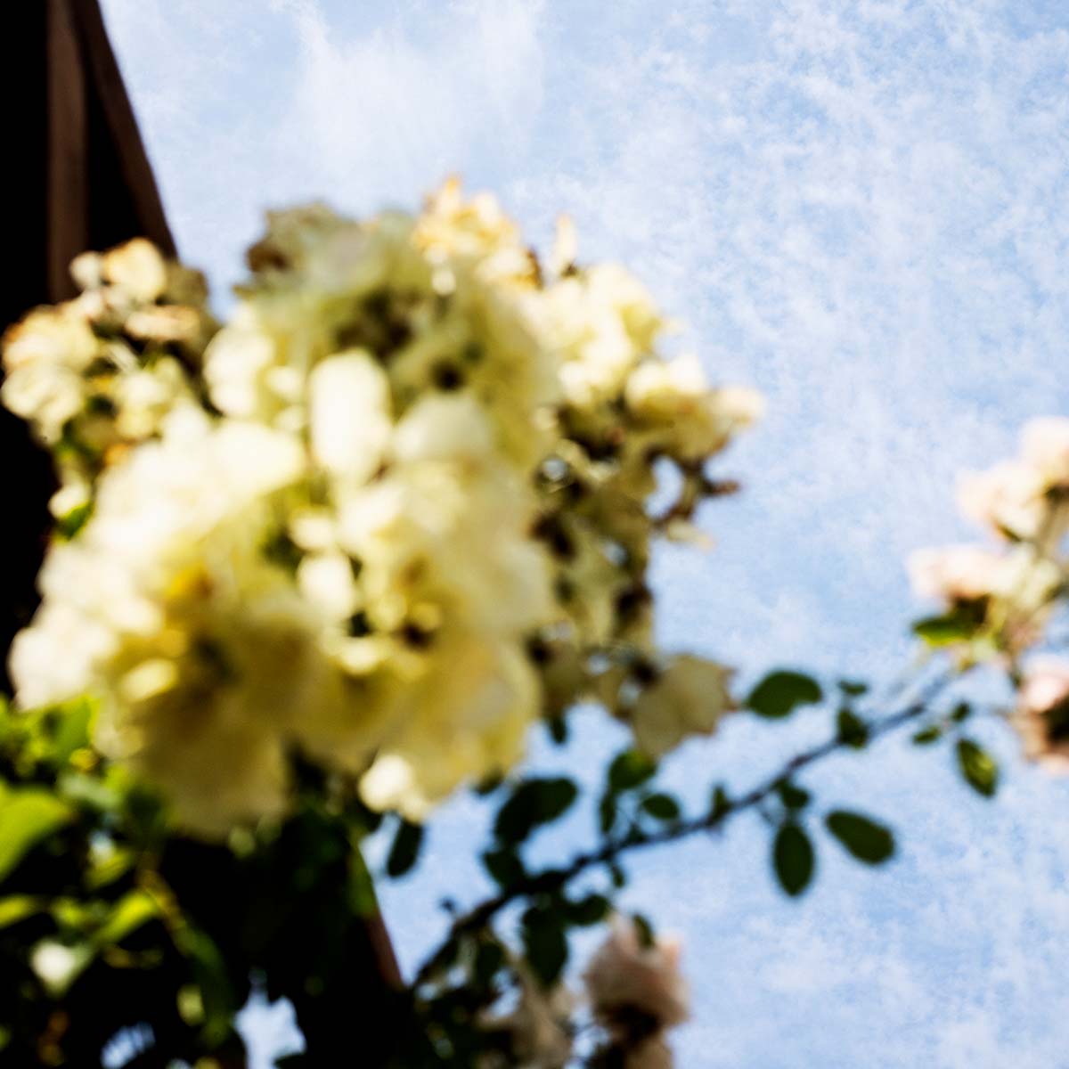 Maria Candida Gentile molecole naturali