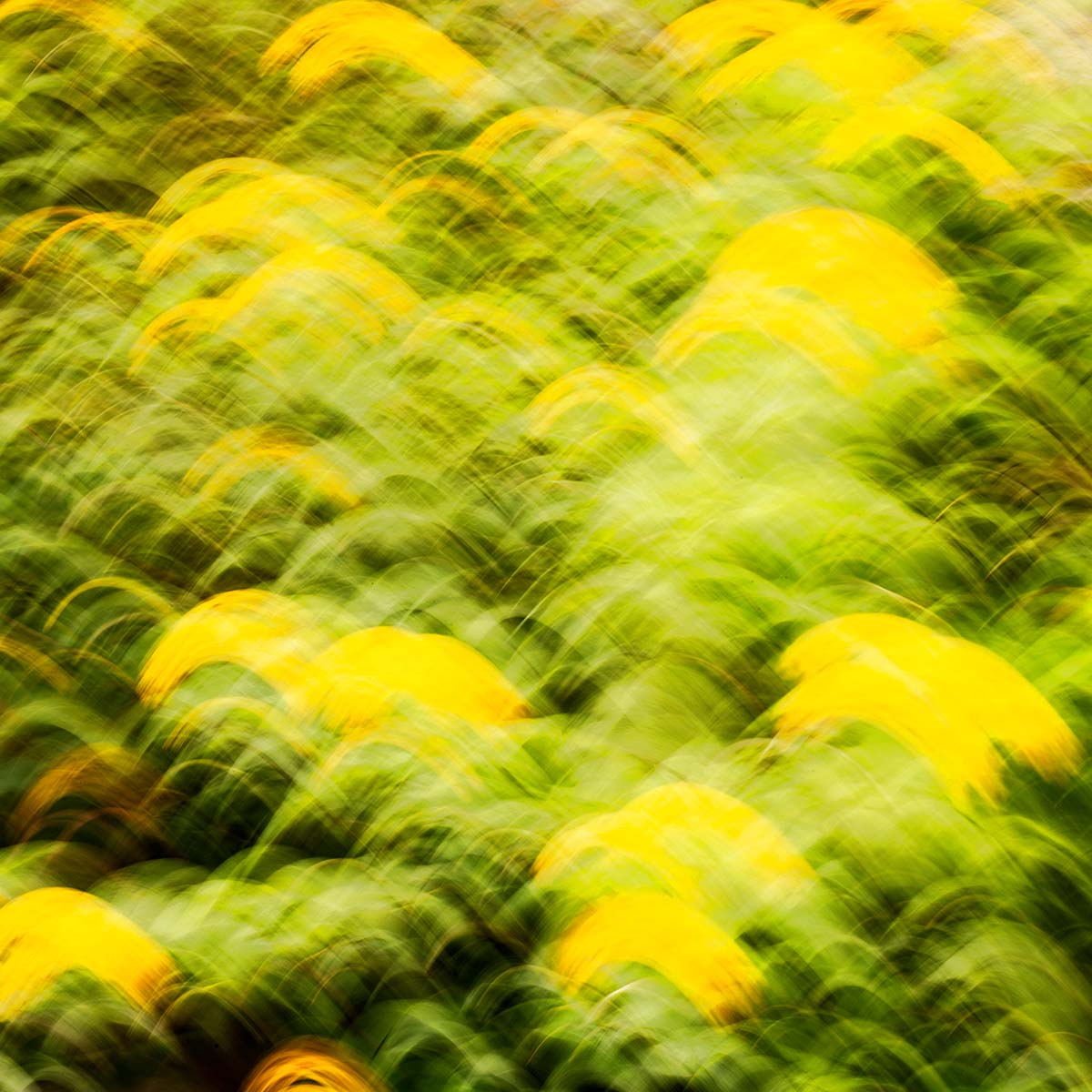 Maria Candida Gentile molecole naturali il giardino