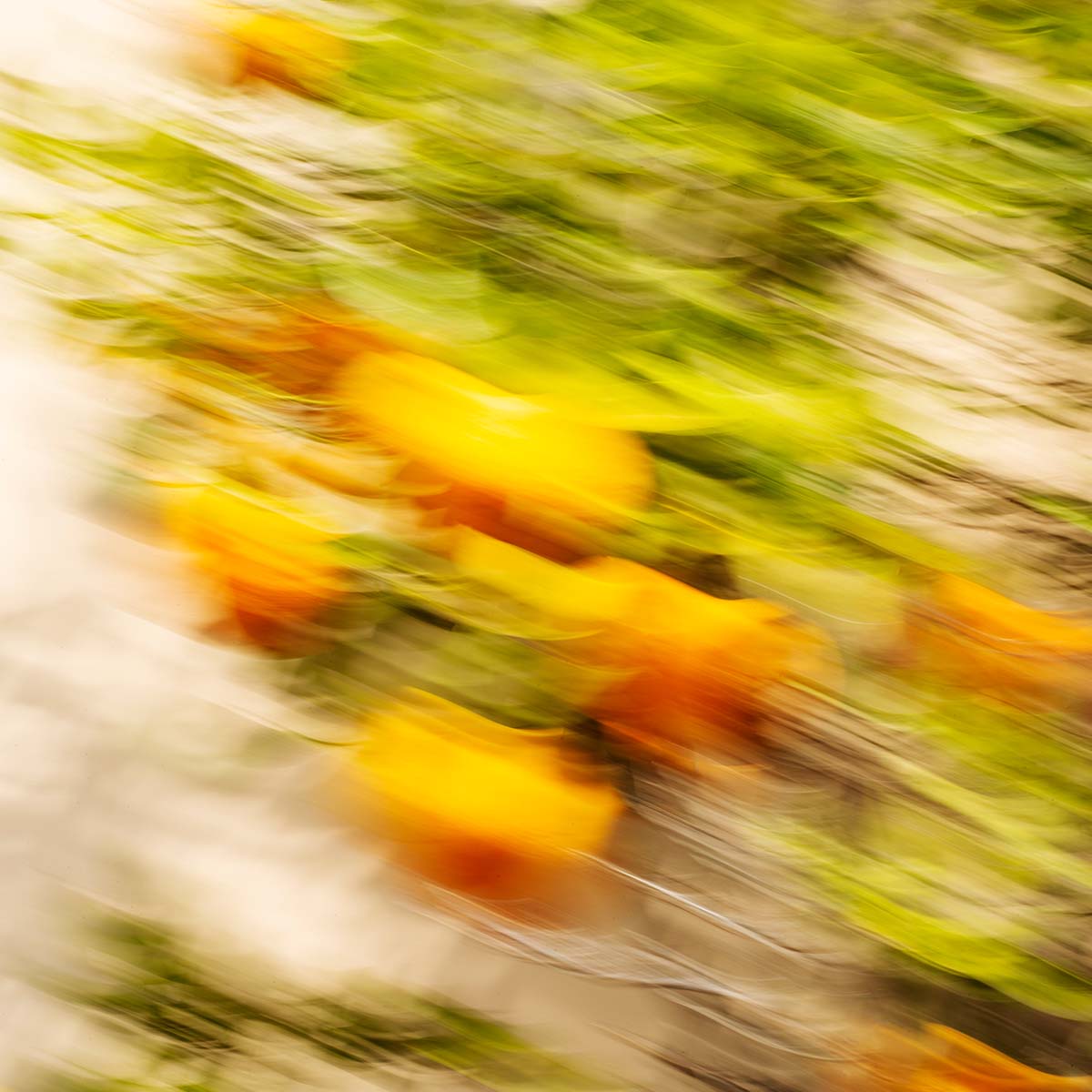 Maria Candida Gentile molecole naturali il giardino