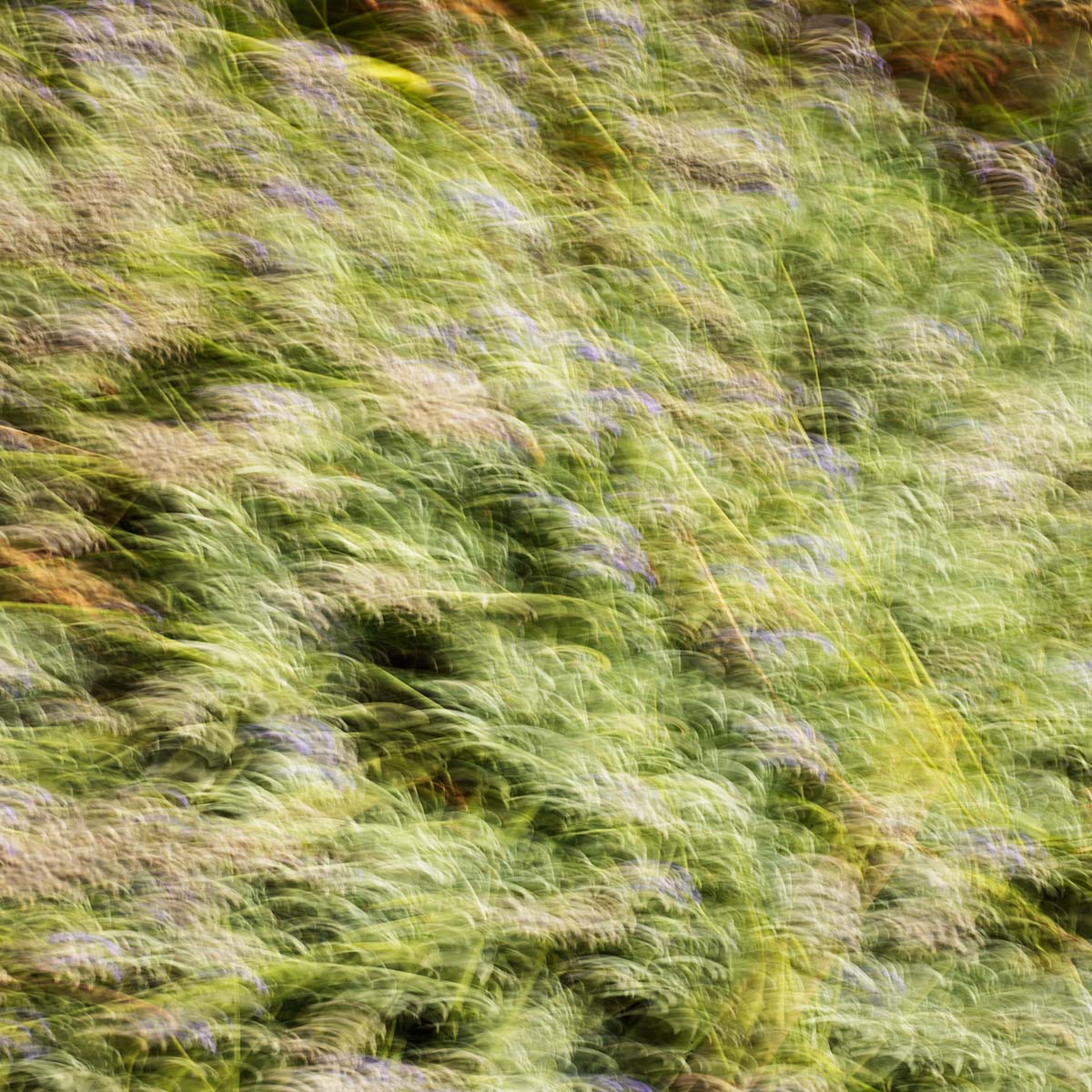 Maria Candida Gentile molecole naturali il giardino